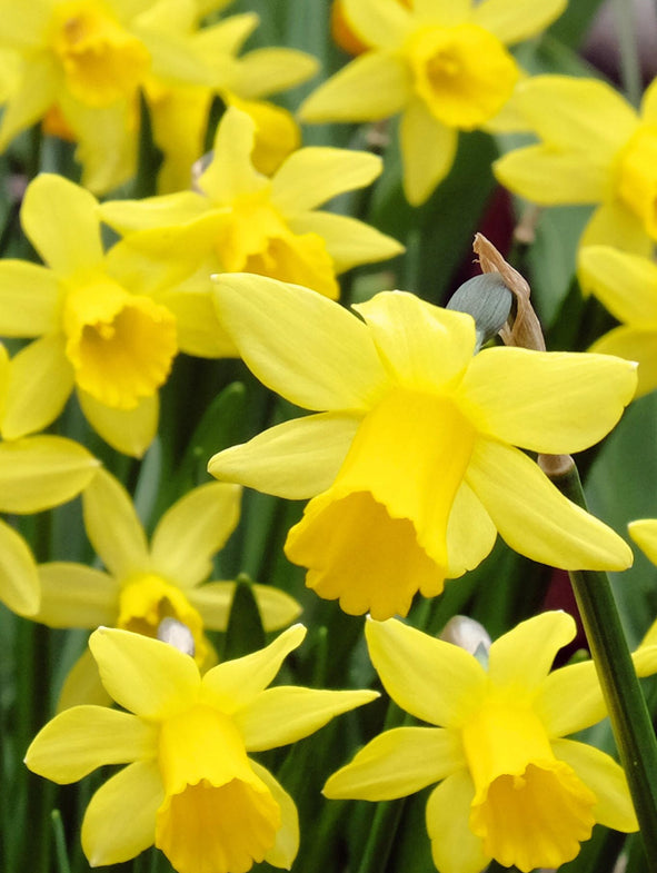 Daffodil 'Tête-à-tête'